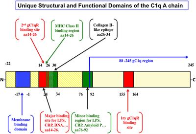 Is the A-Chain the Engine That Drives the Diversity of C1q Functions? Revisiting Its Unique Structure